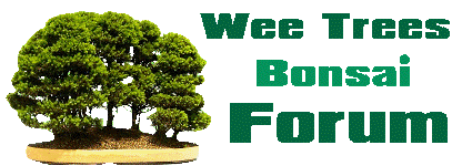 Bonsai talk and Wee Tree Helpful forum